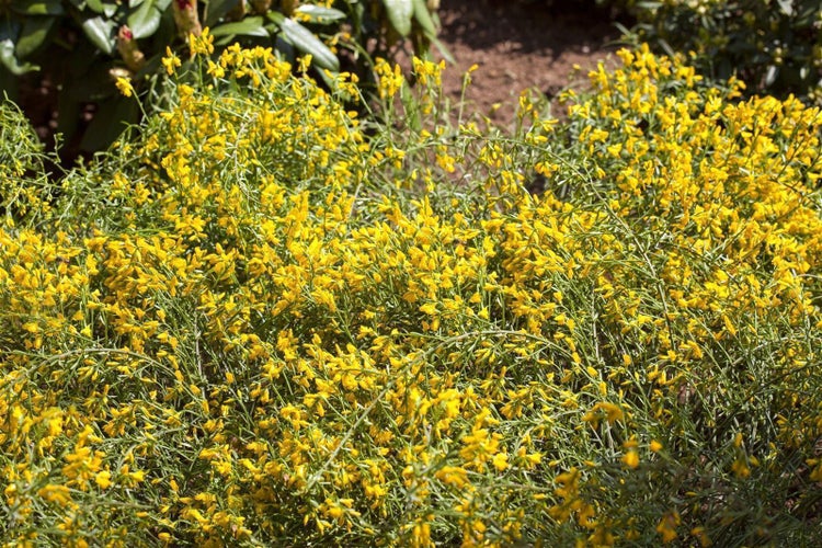 Genista lydia, Ginster, gelb, 20–30 cm