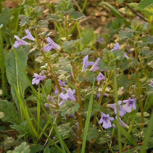 Bodendecker mit Blättern und Blüten