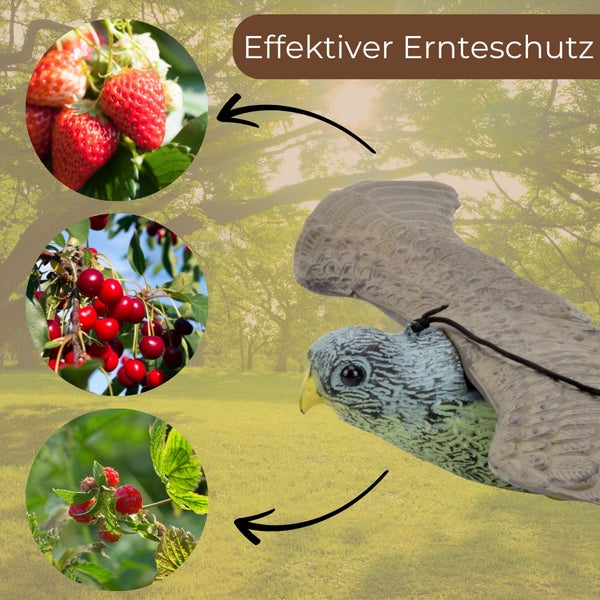 Abschreckender Raubvogel zum Schutz von Erdbeeren, Kirschen und Himbeeren im Garten.