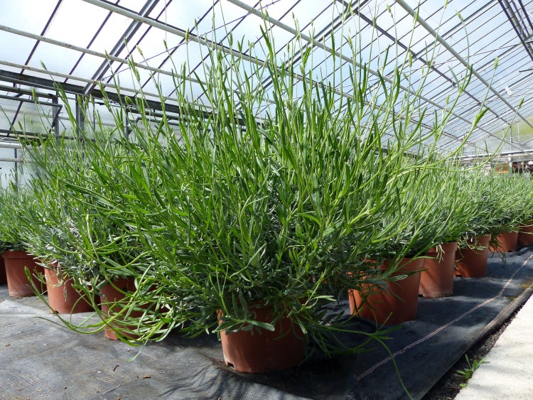 Lavendel im Kunststofftopf für Garten und Balkon.