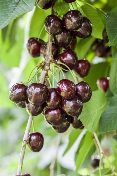 Prunus avium 'Kordia' -R-, Süßkirsche, 150–200 cm