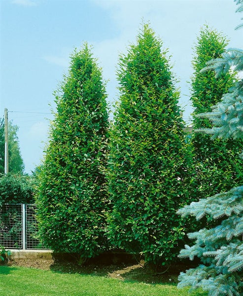 Carpinus betulus 'Fastigiata', Hainbuche, säulenförmig, 150–175 cm