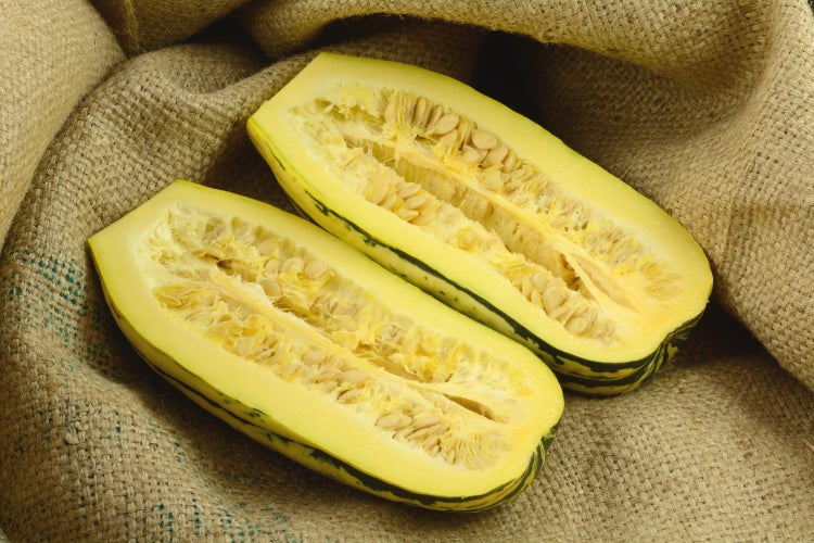 SAFLAX Garden to go - BIO - Kürbis - Delicata - Cucurbita pepo - 6 Samen - Mit Topf, Klima - Deckel und Anzuchtsubstrat