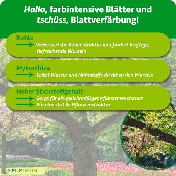Infografik zu Purgrün Dünger: Kohle für Bodenstruktur, Mykorrhiza für Nährstofftransport, Stickstoff für gesundes Wachstum. Purgrün Logo.
