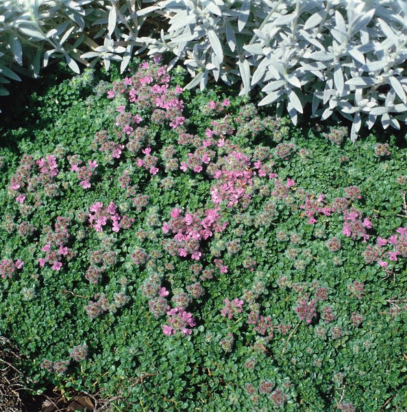 Thymus praecox 'Minor', Teppich-Thymian, aromatisch, ca. 9x9 cm Topf
