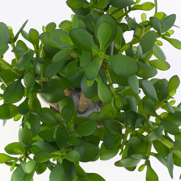 Draufsicht auf einen Geldbaum Crassula ovata mit dicken fleischigen grünen Blättern.