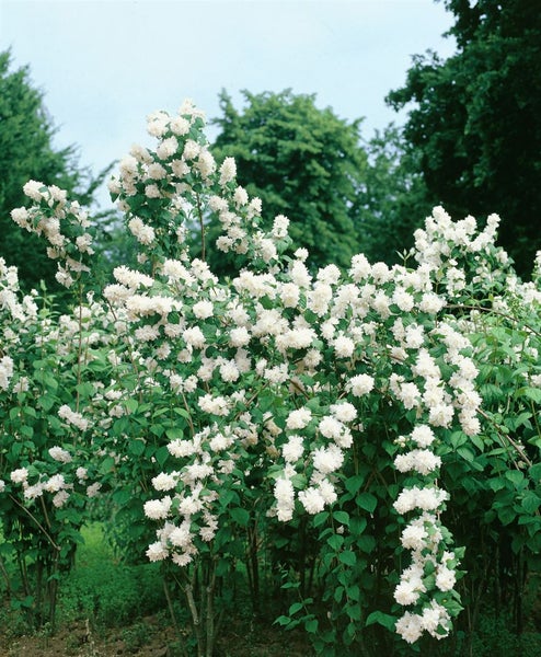 Philadelphus 'Minnesota Snowflake', Duftjasmin, weiß, 60–100 cm