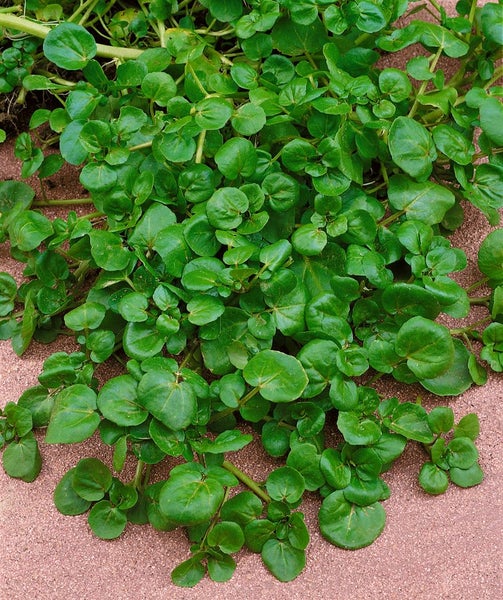 Nasturtium officinale, Brunnenkresse, ca. 9x9 cm Topf