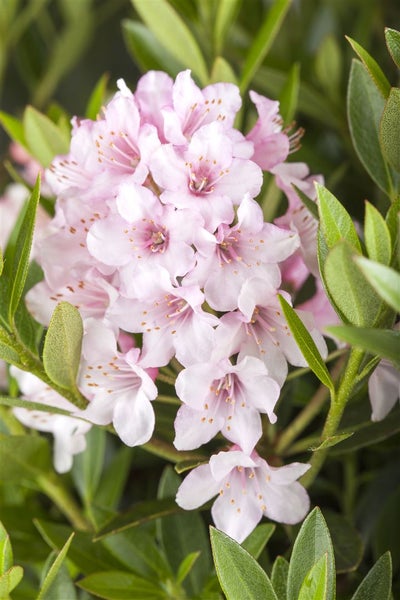 Rhododendron micranthum 'Bloombux' -R-, immergrün, 25–30 cm