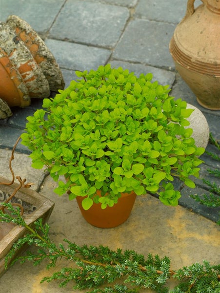 Oregano-Pflanze im Topf für den Garten