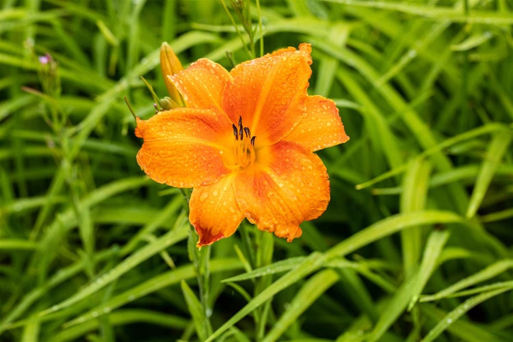 Hemerocallis x cult. 'Pardon Me', Taglilie, rot, ca. 11x11 cm Topf