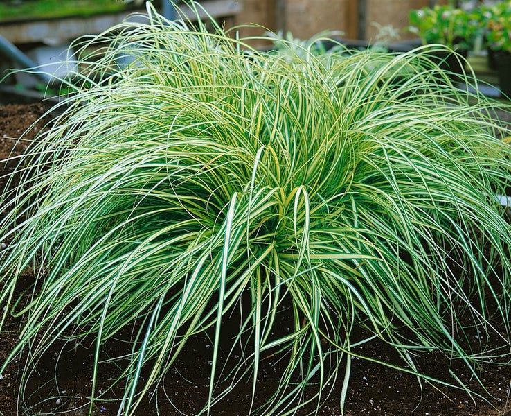 Carex morrowii 'Aureovariegata', Japan-Segge, gelb-grün, ca. 9x9 cm Topf