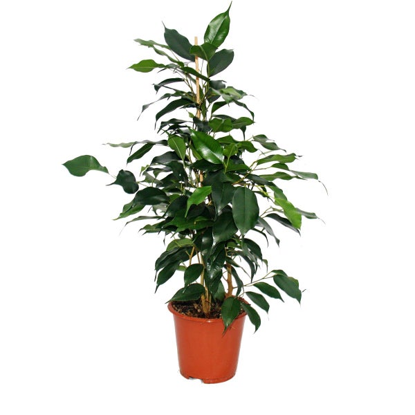 Exotenherz Birkenfeige Ficus Danielle dunkelgrüne Blätter  1 Pflanze pflegeleicht luftreinigend- 12cm Topf