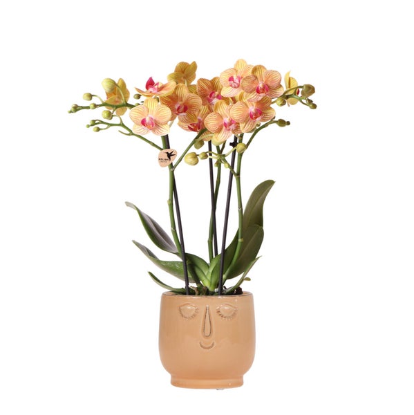 Kolibri Orchids Orange Phalaenopsis orchid Jamaica + Happy face dekorativer Topf Pfirsich Topfgröße 9cm 40cm hoch blühende Zimmerpflanze im Blumentopf frisch vom Züchter