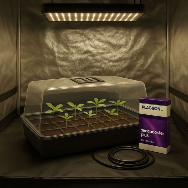 Anzuchtset mit Pflanzen, Plagron Seedbooster Plus und Bewässerungsschlauch unter einer LED-Lampe in einem Growzelt