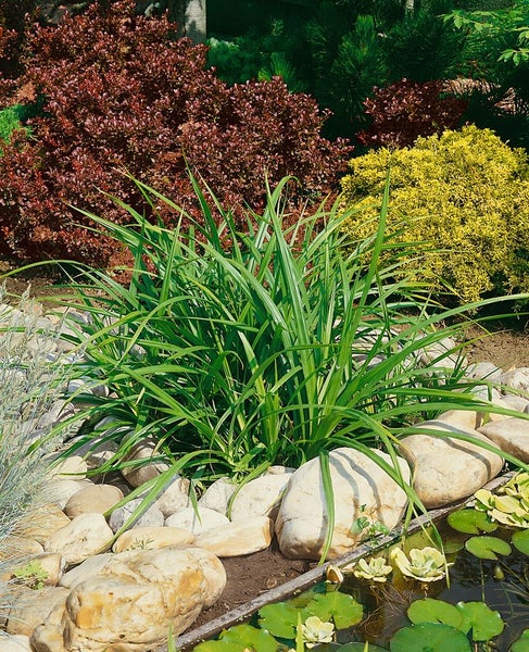 Carex pendula, Hänge-Segge, immergrün, 2-3 Liter Container