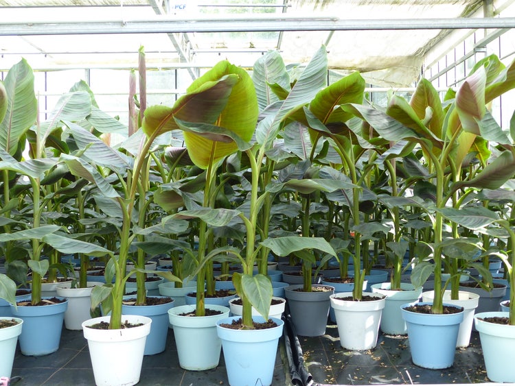 Bananenstaude Banane Musa Sikkimensis Red Tiger Banane 110 - 130 cm  winterhart Staude