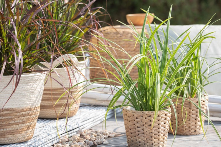 Carex morrowii 'Ice Dance', Japan-Segge, immergrün, 3-5 Liter Container