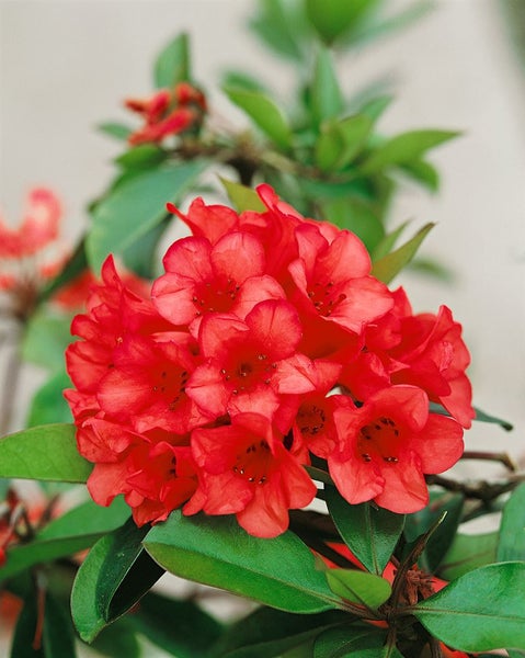 Rhododendron neriiflorum 'Burletta', leuchtend rot, 30–40 cm