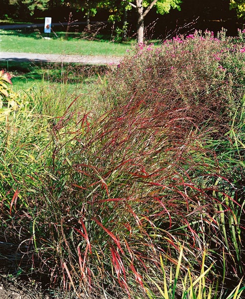 Ziergras mit roten Blättern im Gartenbeet