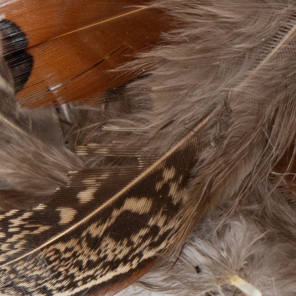 Nahaufnahme von Vogelfedern mit verschiedenen Strukturen und Mustern.