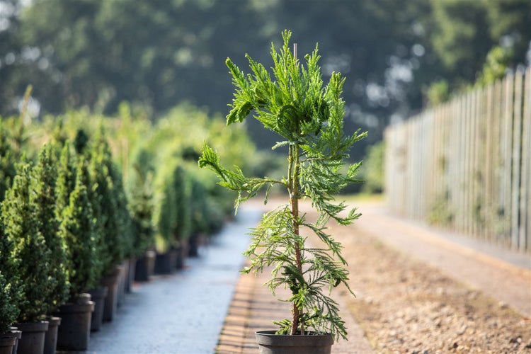 Cryptomeria japonica 'Cristata', Japanische Sicheltanne, 25–30 cm