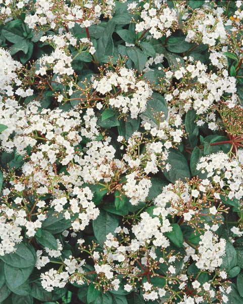 Viburnum tinus, Lorbeer-Schneeball, immergrün, 30–40 cm