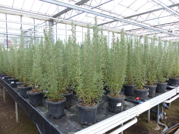 Viele hochwachsende Rosmarinpflanzen in schwarzen Kunststofftöpfen auf einem Aufzuchttisch in einem hellen Gewächshaus.