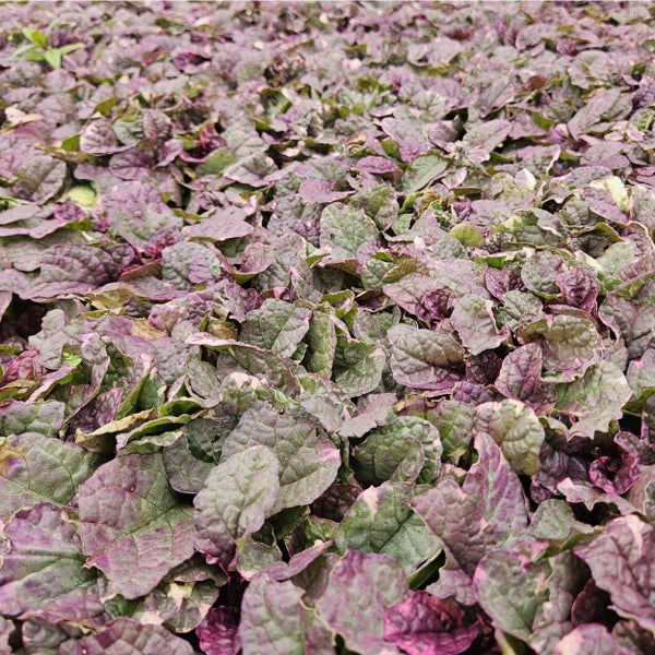 Bodendecker - Kriechender Günsel - Ajuga reptans 'Burgundy Glow' - 9cm Topf - Set mit 12 Pflanzen