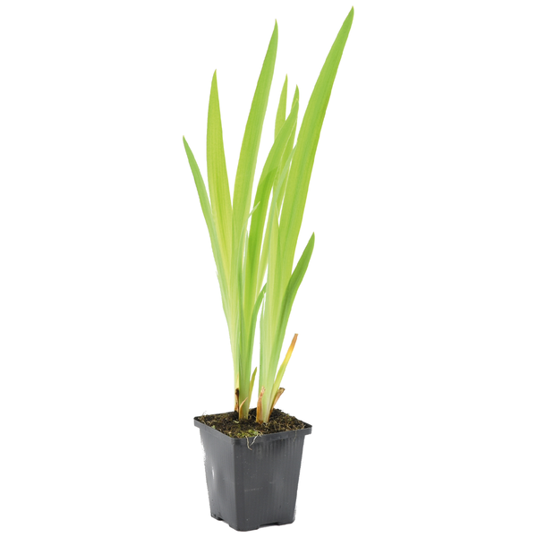 Sumpf-Schwertlilie Iris pseudacorus im schwarzen Pflanztopf mit langen grünen Blättern.