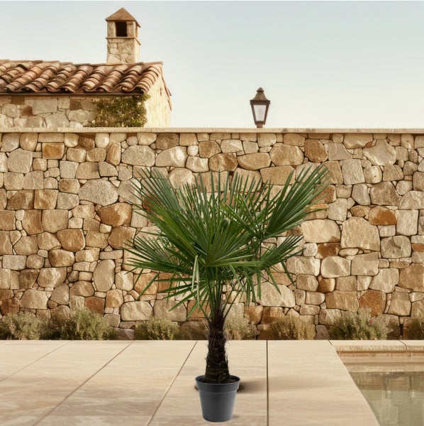 Hanfpalme im Topf vor einer Steinmauer