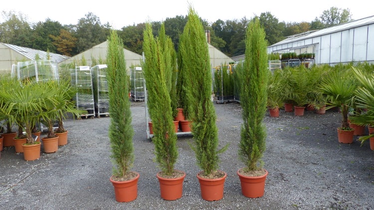 Vier schmale, säulenförmige Mittelmeer-Zypressen in Tontöpfen in einer Baumschule vor Gewächshäusern.
