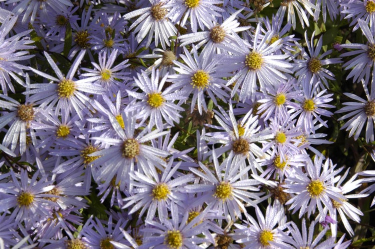 Aster pyrenaeus 'Lutetia', Pyrenäen-Aster, zartrosa, ca. 9x9 cm Topf