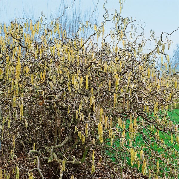 Corylus avellana 'Contorta', Korkenzieherhasel, 60–80 cm