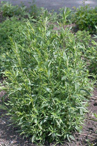 Artemisia dracunculus, Estragon, aromatisch, ca. 9x9 cm Topf