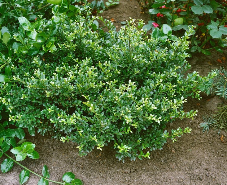 Ilex crenata 'Flacher Teller', Japanische Stechpalme, ca. 9x9 cm Topf