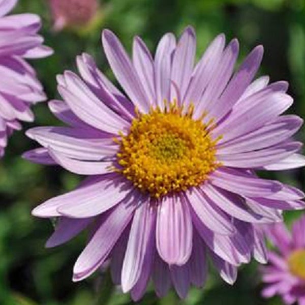 Nahaufnahme einer lila Aster mit gelbem Zentrum.