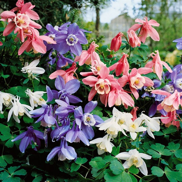 Aquilegia flabellata 'Cameo Blau-Weiß', Akelei, blau-weiß, ca. 9x9 cm Topf