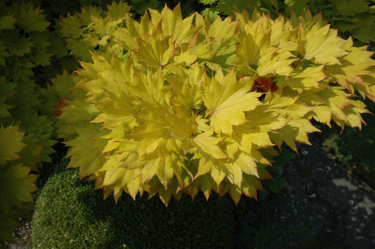 Acer shirasawanum 'Aureum', Japanischer Ahorn, goldgelb, 40–50 cm