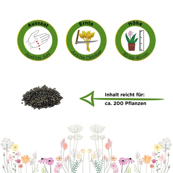 Bohnenkraut Samen von Deine Gartenwelt