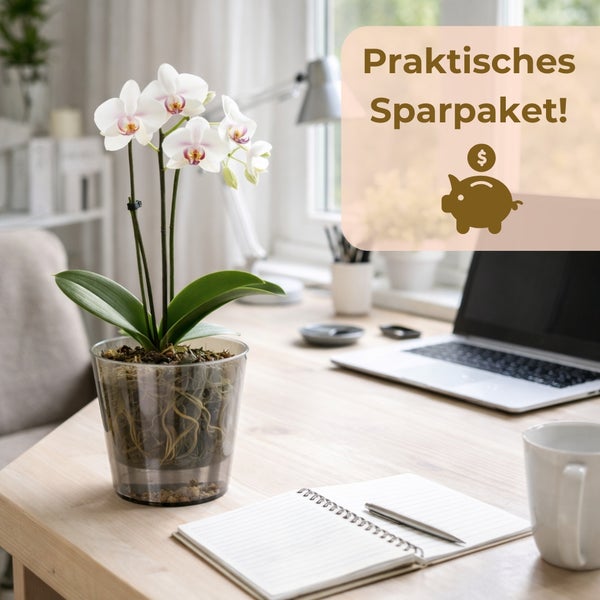 Orchidee im Topf auf einem Schreibtisch mit Laptop und Notizblock. Praktisches Sparpaket.