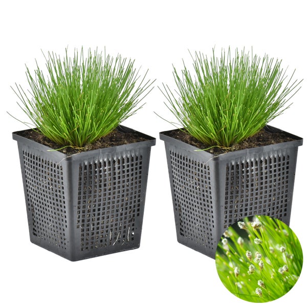 Nadelgras | Scirpus 'Cernuus' 2x - Teichpflanze & Sauerstoffpflanze im Kindergartentopf ⌀11 cm - ↕15 cm