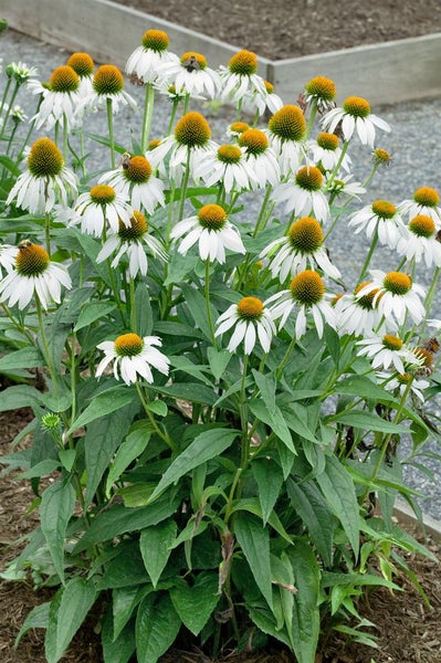 Echinacea purpurea 'White Swan', weiß, ca. 9x9 cm Topf
