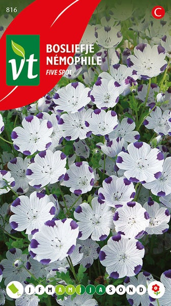 Nemophila 'Five Spot' Blumensamen