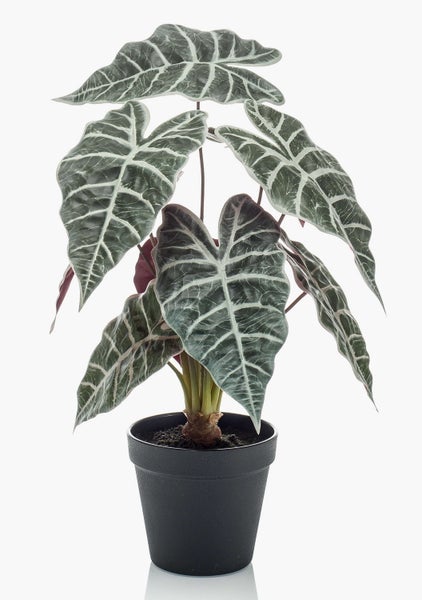 Künstliche Alocasia Zimmerpflanze im schwarzen Topf mit großen pfeilförmigen Blättern und hellen Blattadern.
