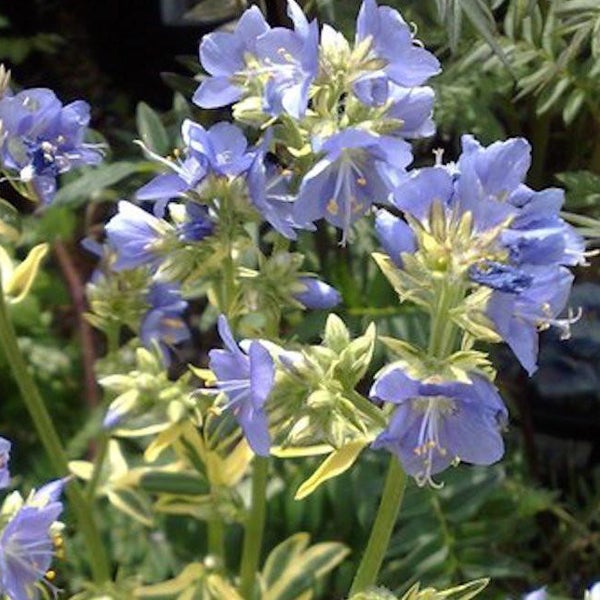 Nahaufnahme einer Jakobsleiter Pflanze mit blauen Blüten