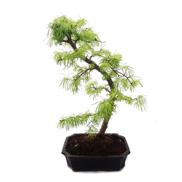 Bonsai-Lärche in einer schwarzen Schale