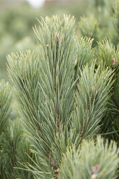 Pinus sylvestris, Waldkiefer, 80–100 cm