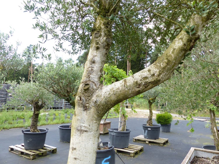 Olivenbäume in großen Kunststofftöpfen auf Holzpaletten in einer Außenanlage.