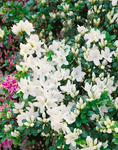 Blühende Azalee mit weißen Blüten und grünen Blättern